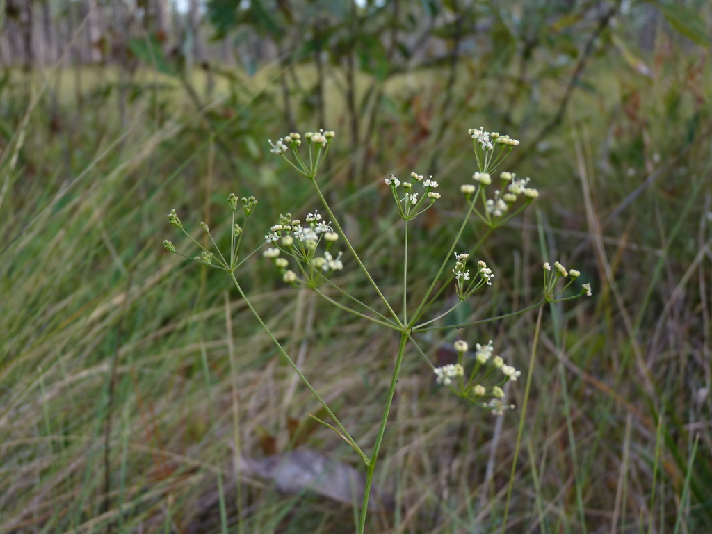 savanna cowbane