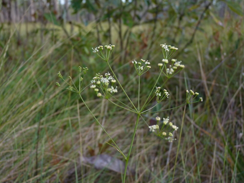 piedmont cowbane (Oxypolis ternata)