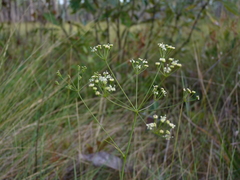 Oxypolis ternata