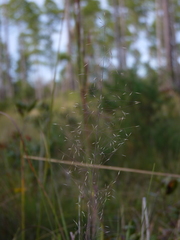 Muhlenbergia expansa