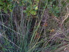Muhlenbergia expansa
