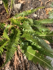Polystichum imbricans imbricans