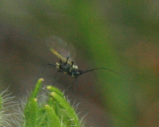 Macrosiphum potentillae