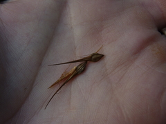 Rhynchospora macrostachya