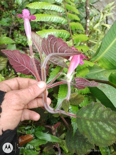 Tree Gloxinia (Kohleria amabilis)