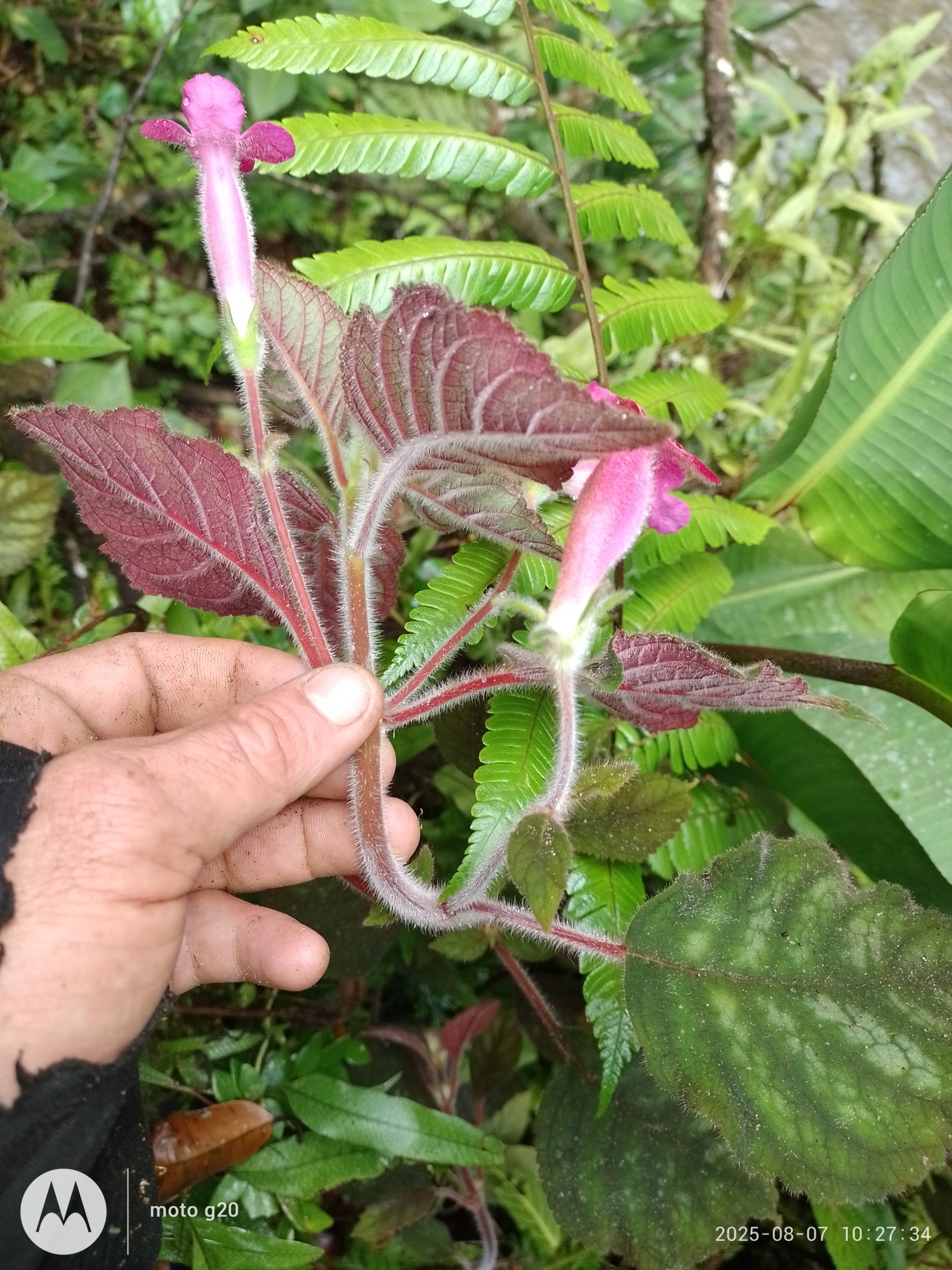 Tree Gloxinia (Kohleria amabilis)