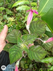 Kohleria amabilis, photograph author not stated, no rights reserved
