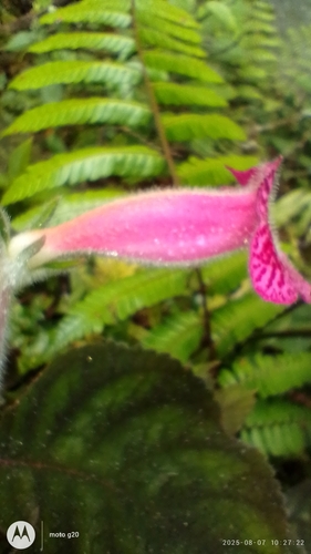 Kohleria amabilis, photograph 3