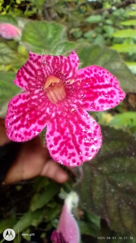 Kohleria amabilis, photograph 4