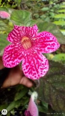 Kohleria amabilis, photograph author not stated, no rights reserved