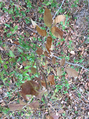 Fraxinus biltmoreana