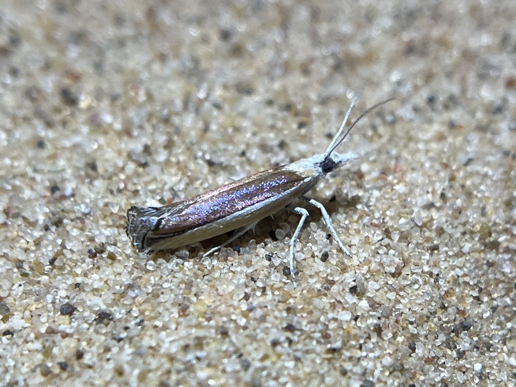 Ypsolopha delicatella