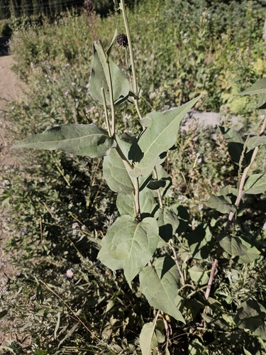 Western Coneflower foliage