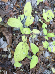 Celtis smallii