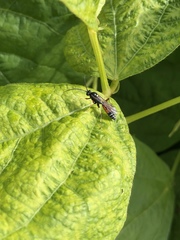 Ctenichneumon panzeri