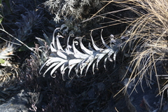 Tillandsia cauligera