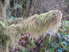 Pseudisothecium myosuroides