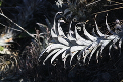 Tillandsia cauligera