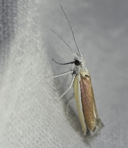 Ypsolopha delicatella photo 5