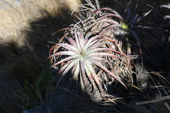 Tillandsia cauligera