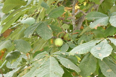 Aesculus hippocastanum