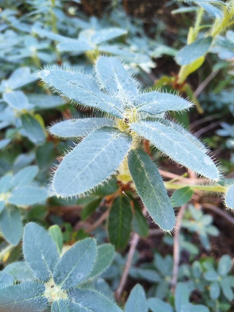 Rhododendron lepidostylum