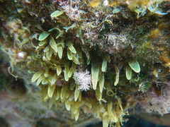 Caulerpa prolifera