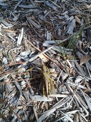 Melanoplus differentialis