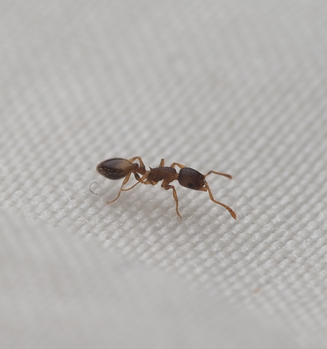 Temnothorax angulinodisTemnothorax angulinodis