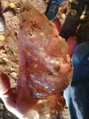 Pectinatella magnifica