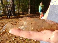 Pectinatella magnifica