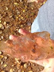 Pectinatella magnifica