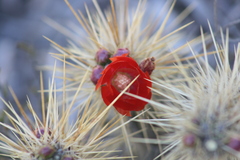 Corryocactus erectus