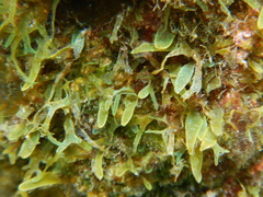 Caulerpa prolifera