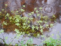 Callitriche heterophylla