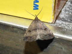 Phalaenostola hanhami