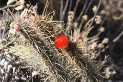 Corryocactus erectus
