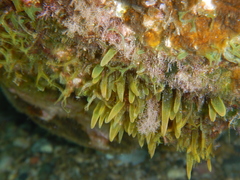 Caulerpa prolifera