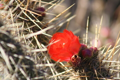 Corryocactus erectus