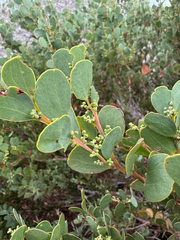Alpine Wattle (Acacia alpina)
