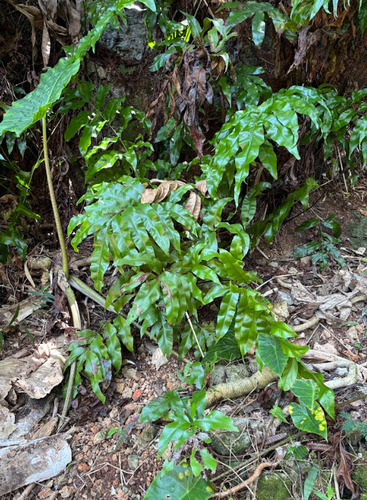 Tectaria crenata (Tectaria crenata)