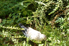 Columba livia domestica