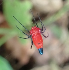 Leucauge licina