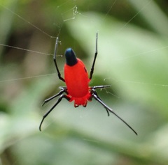 Leucauge licina