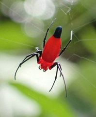 Leucauge licina