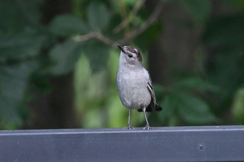 Gray Catbird photographed in New Hampshire