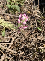 Castilleja exserta latifolia