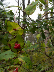 Lonicera dioica