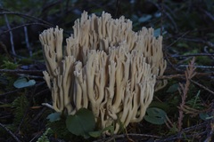 Ramaria acrisiccescens