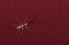 Olenecamptus bilobus